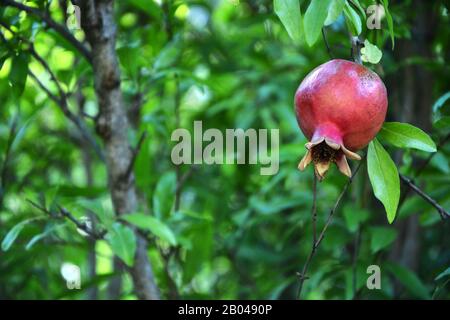 Mature frutto di melograno sul ramo di albero Foto Stock