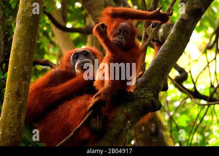 Sumatran orangutan femmina e il suo cucciolo nel Gunung Leuser National Park Foto Stock