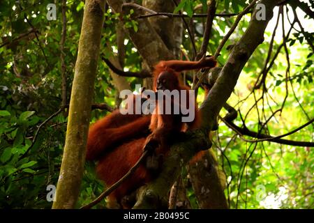 Sumatran orangutan femmina e il suo cucciolo nel Gunung Leuser National Park Foto Stock