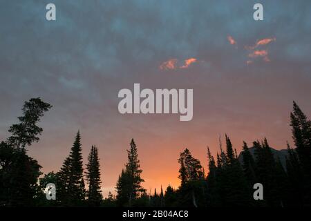 Alberi che si staglia contro il cielo del mattino a Due Medicine Lake sul bordo orientale del Glacier National Park, Montana, Stati Uniti. Foto Stock