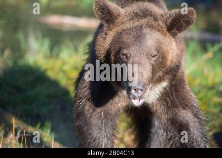 Orso grizzly di due anni (prigioniero), Montana, Stati Uniti. Foto Stock