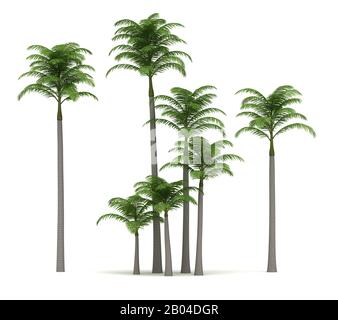 Alexander Palm Trees (isolato su sfondo bianco) Foto Stock