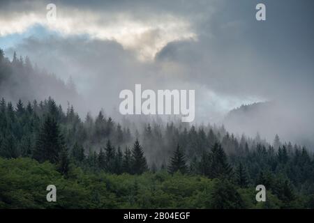 Nebbia che sorge a Neets Bay, Behm Canal nel sud-est dell'Alaska vicino a Ketchikan, Stati Uniti. Foto Stock