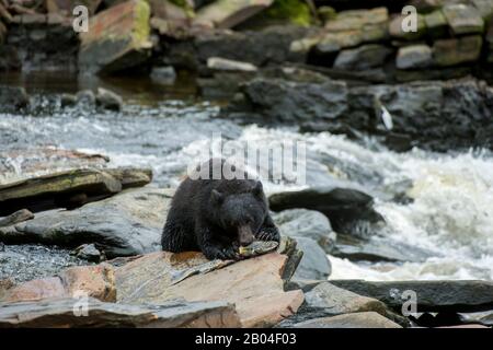 Orso nero americano (Ursus americanus) che alimenta sul salmone al torrente a Neets Bay vivaio di pesce, canale di Behm nel sud-est dell'Alaska vicino Ketchikan, Stati Uniti. Foto Stock