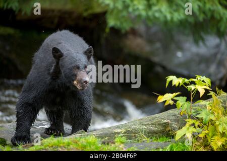 Orso nero americano (Ursus americanus) a Creek a Neets Bay pesce vivaio, Behm Canal nel sud-est dell'Alaska vicino Ketchikan, Stati Uniti. Foto Stock