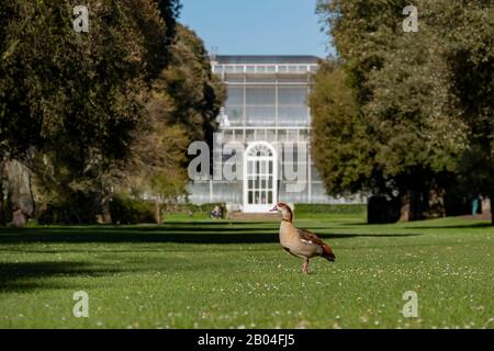 Oca egiziana in piedi nel giardino di Kew a Richmond, Regno Unito Foto Stock