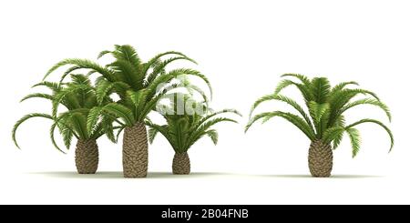 Canarie Date palme (isolato su sfondo bianco) Foto Stock