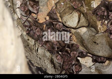 Colonia del comune Vampire Bat (Desmodus rotundus) in una grotta calcarea. Foto Stock