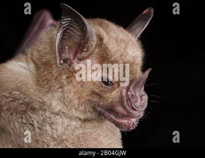 Il pipistrello pallido (Phyllostomus scoloror) è una specie di pipistrello fillostomide dell'America centrale e meridionale. Foto Stock