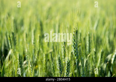 Primo piano del campo di grano nella Whitman County nel Palouse vicino al Pullman, Washington state, USA. Foto Stock