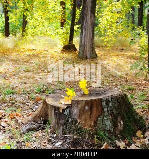 Vecchio albero moncone nell'autunno park Foto Stock