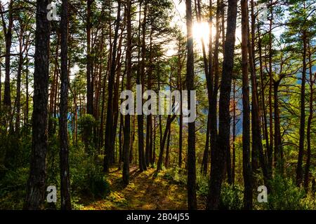 La luce del sole del pomeriggio che si infrangono attraverso l'alta pineta creando un ambiente magico atmosfera da fiaba Foto Stock