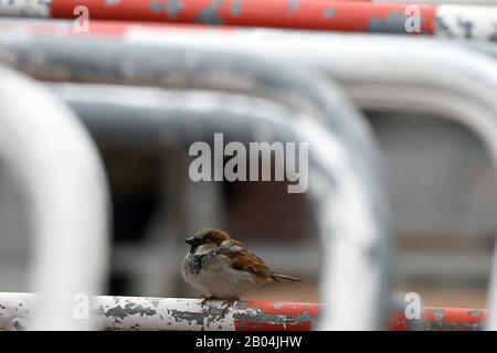 Berlino, Germania. 07th Feb, 2020. Un passero si trova su una barriera presso la porta di Brandeburgo. Credito: Sonja Wurtscheid/Dpa/Alamy Live News Foto Stock