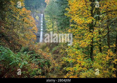 Vista delle cascate di Latourell in autunno, una cascata vicino a Portland lungo la gola del fiume Columbia in Oregon, Stati Uniti, all'interno del Guy W. Talbot state Park. Foto Stock