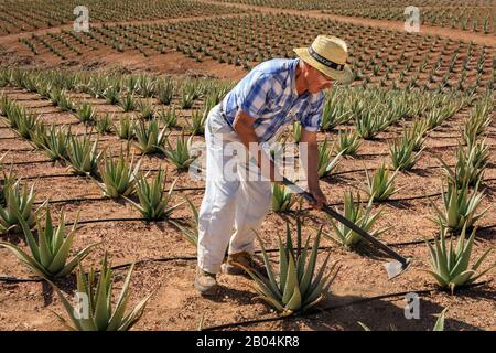 Lavoratore agricolo che tende alle piante di Aloe vera in campo agricolo, Gran Canaria, Spagna Foto Stock