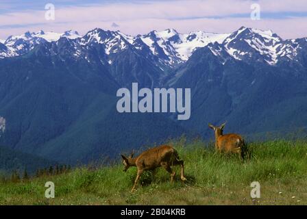 Due cervi dalla coda nera all'Hurricane Ridge sulla penisola olimpica nell'Olympic National Park nello Stato di Washington, USA. Foto Stock