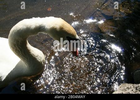 Swan solo prelievo testa fuori dal mare vista dall'alto Foto Stock