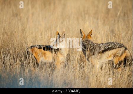 Sciacalli neri (Canis mesomelas) nella prateria vicino a Chitabe nel Delta dell'Okavango nella parte settentrionale del Botswana. Foto Stock