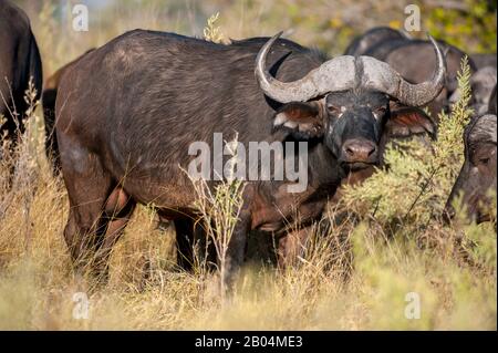 Tori di bufalo di Capo (Syncerus caffer) vicino a Chitabe nel delta di Okavango nella parte settentrionale del Botswana. Foto Stock