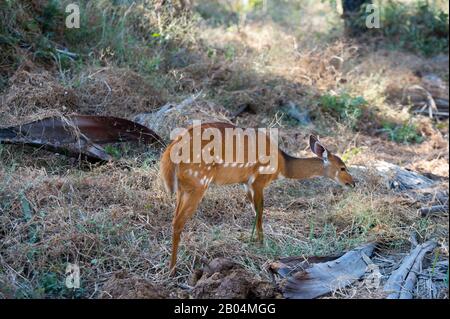 Una femmina di bushbuck sta alimentando vicino Chitabe nel Delta di Okavango nella parte settentrionale del Botswana. Foto Stock