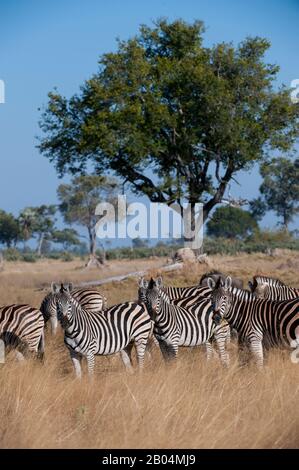 Una mandria di zebre di Burchell (Equus quagga) nella zona di Chitabe del Delta dell'Okavango nella parte settentrionale del Botswana. Foto Stock