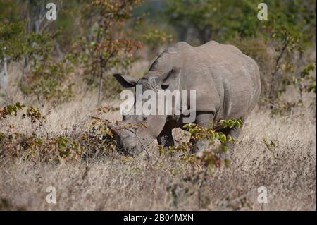 Rinoceronte bianco (Ceratotherium simum) nel Parco Nazionale di Mosi-oa-Tunya vicino a Livingston in Zambia. Foto Stock