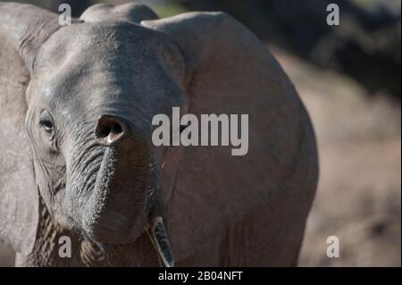Primo piano di elefanti africani (Loxodonta africana) che odorano con tronco nel Parco Nazionale di Luangwa Sud nello Zambia orientale. Foto Stock