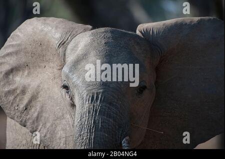 Primo piano di elefanti africani (Loxodonta africana) nel Parco Nazionale di Luangwa Sud nello Zambia orientale. Foto Stock
