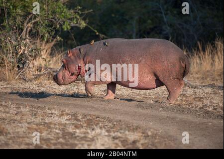 Un Hippopotamus (Hippopotamus anfibio) a piedi sulla terra nel Parco Nazionale di Luangwa Sud nello Zambia orientale. Foto Stock