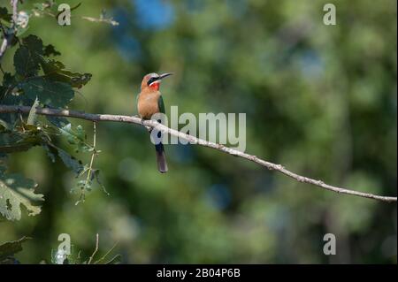 Bee-eater (Merops bullockoides) appollaiato su un ramo nel Parco Nazionale di Luangwa Sud nello Zambia orientale. Foto Stock