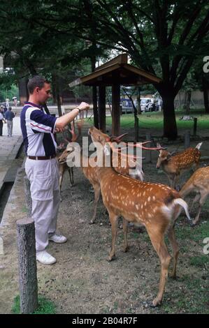 Un turista sta alimentando un cervo Sika vicino al Santuario Kasuga Taisha (santuario Shinto) a Nara, Giappone. Foto Stock