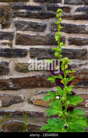 hollyhock nero, Alcea rosea Nigra, di fronte a una parete di pietra naturale sfocata Foto Stock