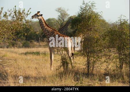 Giraffe sudafricane (Giraffa camelopardalis giraffa) Nella Sabi Sands Game Reserve adiacente al Kruger National Park in Sud Africa. Foto Stock