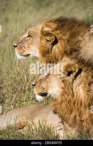 Due fratelli leoni maschi (panthera leo) in cerca di preda Della Riserva Linyanti vicino al canale Savuti nella parte settentrionale del Botswana. Foto Stock