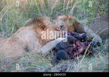 Leoni maschi (panthera leo) che si nutrono di elefante nella Riserva Linyanti vicino al canale Savuti nella parte settentrionale del Botswana. Foto Stock