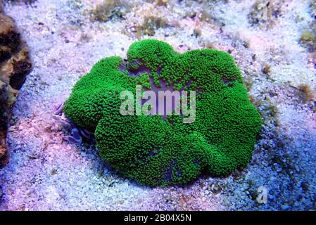 Anemone tappeto verde - Stichodactyla haddoni Foto Stock