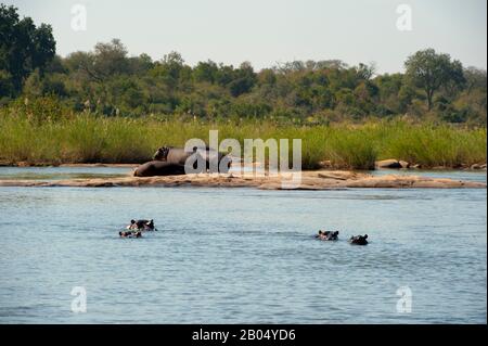 Il fiume Sabie con ippopotami nella Riserva di Sabbie Sands adiacente al Parco Nazionale Kruger in Sud Africa. Foto Stock