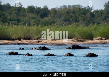 Il fiume Sabie con ippopotami nella Riserva di Sabbie Sands adiacente al Parco Nazionale Kruger in Sud Africa. Foto Stock