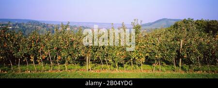 Apple in un frutteto, Weinsberg, Heilbronn, Stoccarda, Baden-Wurttemberg, Germania Foto Stock