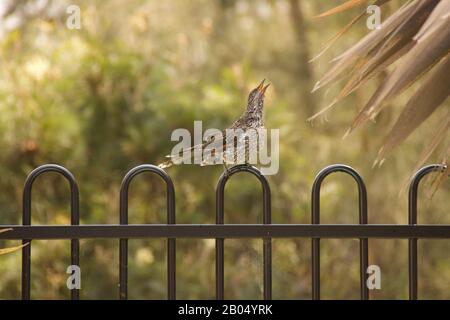 Uccello di Wortle sulla recinzione posteriore Foto Stock