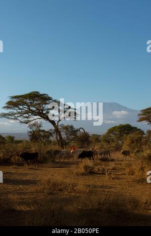 Gli uomini Masai erudono bestiame vicino al loro villaggio di Masai vicino al Parco Nazionale di Amboseli in Kenya per pascolare durante il giorno. Foto Stock