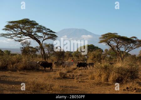 Gli uomini Masai erudono bestiame vicino al loro villaggio di Masai vicino al Parco Nazionale di Amboseli in Kenya per pascolare durante il giorno. Foto Stock