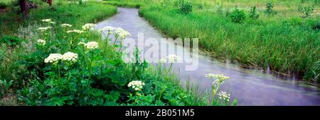 Mucca Parsnip (massimo Heracleum) fiori vicino a un ruscello, Cottonwood Creek, Grand Teton National Park, Wyoming, Stati Uniti Foto Stock