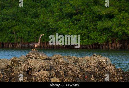 Anhinga Anhinga Anhinga, Parco Nazionale La Tovara, Sito Ramsar, Zone Umide Di Importanza Internazionale, Città Di San Blas, Baia Di Matanchen, Oceano Pacifico, Rivi Foto Stock