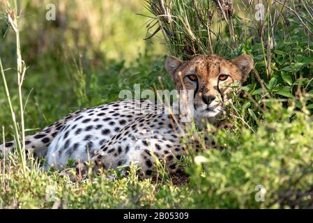 Lo sguardo intenso di una bella Cheetah incinta a Ndutu Foto Stock