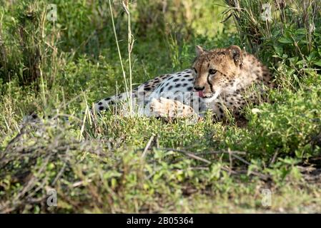 Cheetah molto incinta si grooming nel sole di mattina Foto Stock