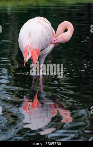 Grande Flamingo - Fenicopterus roseus in piedi in acqua preening Foto Stock