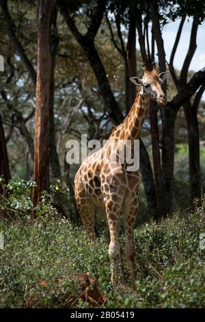 La giraffa di Rothschild in via di estinzione (Giraffa camelopardalis rothschildi) presso il Giraffe Center vicino Nairobi in Kenya, che è un organizzazione non-Profit Foto Stock