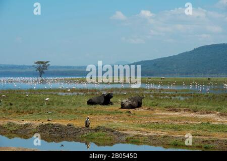 Bufali di Capo (Caffer Syncerus) con fenicotteri al Parco Nazionale del Lago Nakuru nella Great Rift Valley in Kenya Foto Stock