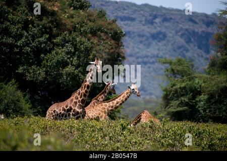 Le giraffe di Rothschild in via di estinzione (Giraffa camelopardalis rothschildi) al Parco Nazionale del Lago Nakuru nella Grande Rift Valley in Kenya Foto Stock